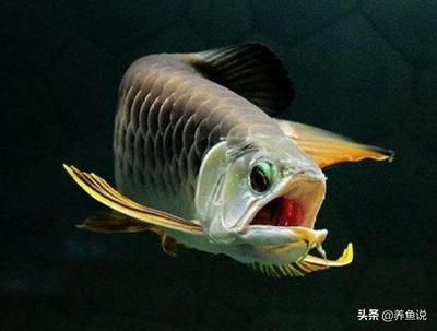 觀賞魚大魚會吃小魚嗎為什么（關(guān)于大魚吃小魚的知識） 三間鼠魚苗 第1張