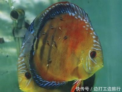 觀賞魚大魚會吃小魚嗎為什么（關(guān)于大魚吃小魚的知識） 三間鼠魚苗 第3張