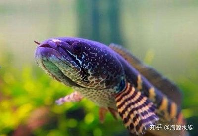 觀賞魚吃肉的是什么魚（肉食性觀賞魚的起源與分布） 黃金眼鏡蛇雷龍魚 第2張