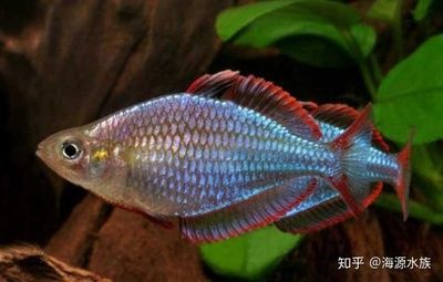 觀賞魚最難養(yǎng)的是什么魚（如何判斷觀賞魚是不是難以養(yǎng)護(hù)） 帝王三間魚 第4張