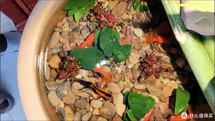 花瓶里養(yǎng)魚和水草照片圖（如何在花瓶里養(yǎng)魚和水草） 恐龍王魚 第3張