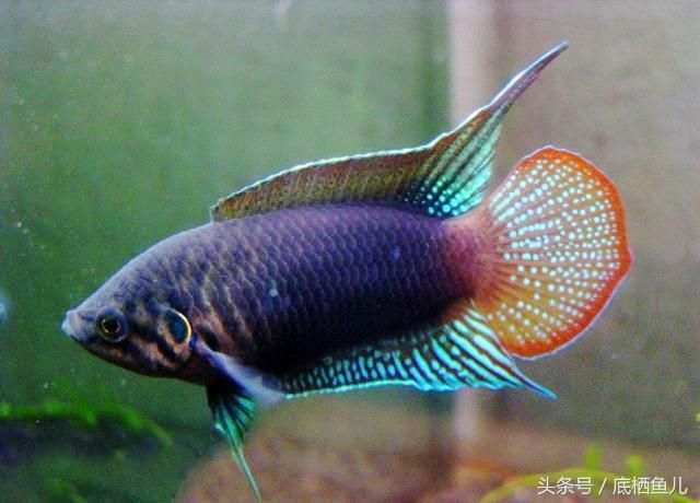 湖南觀賞魚(yú)（湖南省長(zhǎng)沙市的觀賞魚(yú)產(chǎn)業(yè)） 星座運(yùn)勢(shì) 第2張