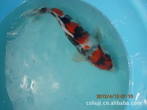 湖南觀賞魚（湖南省長沙市的觀賞魚產業(yè)）