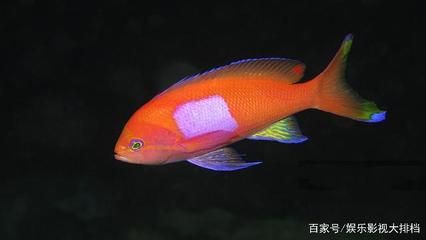 觀賞魚(yú)類有哪些品種（觀賞魚(yú)的種類及種類） 狗仔（招財(cái)貓)魚(yú)苗 第3張