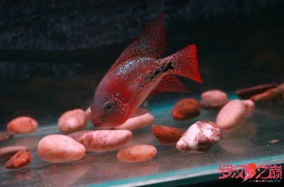 觀賞魚如何快速的長大（觀賞魚生長周期解析） 海水魚 第1張