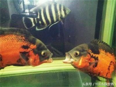 不適合混養(yǎng)的觀賞魚排名第6（不宜混養(yǎng)的觀賞魚排名前十） 紅眼黃化幽靈火箭魚|皇家火箭魚 第1張