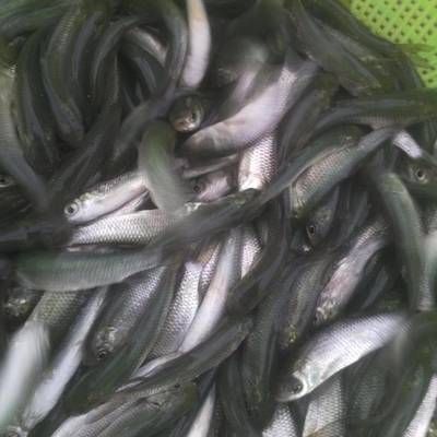 草魚苗價格（草魚苗價格因規(guī)格、來源地、市場需求等因素有所不同） 孵化器 第4張