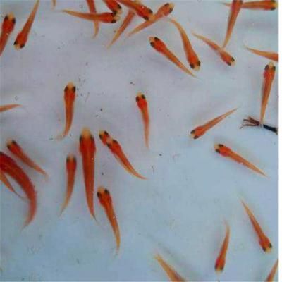 草魚苗價(jià)格（草魚苗價(jià)格因規(guī)格、來源地、市場需求等因素有所不同）