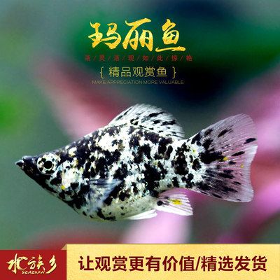 觀賞魚之家app觀賞魚之家app（觀賞魚之家論壇官網(wǎng)）（觀賞魚之家app是什么？）