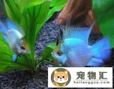 觀賞魚之家app觀賞魚之家app（觀賞魚之家論壇官網(wǎng)）（觀賞魚之家app是什么？） 帝王血鉆魚 第3張