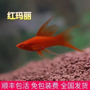 各種觀賞魚價(jià)格（各種觀賞魚價(jià)格的大致范圍） 潛水泵 第4張