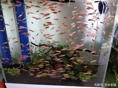 觀賞魚好看又便宜的（觀賞魚養(yǎng)護(hù)技巧分享） 鴨嘴鯊魚 第1張