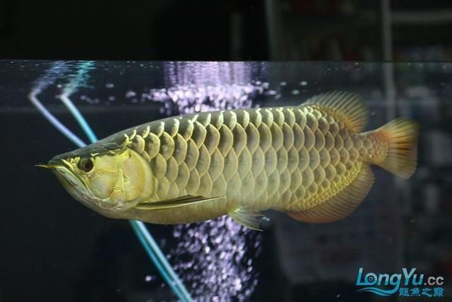 高背金龍和過背金龍（金龍魚的飼養(yǎng)技巧） 水族維護(hù)服務(wù)（上門） 第1張