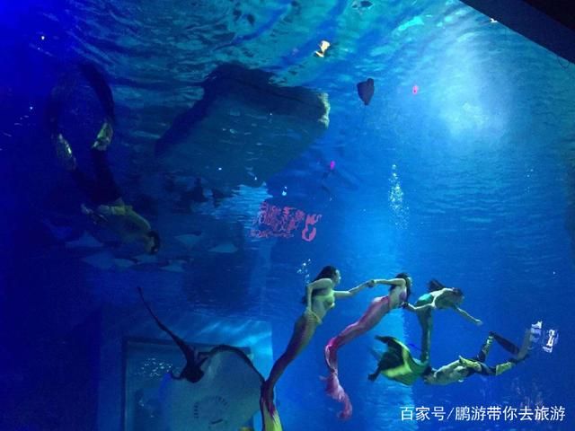 廣州最大的水族館在哪里（廣州最大水族館廣州水族館開放時間排名1.） 水草 第1張