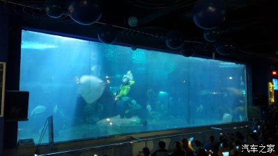 廣州最大的水族館在哪里（廣州最大水族館廣州水族館開放時間排名1.） 水草 第2張