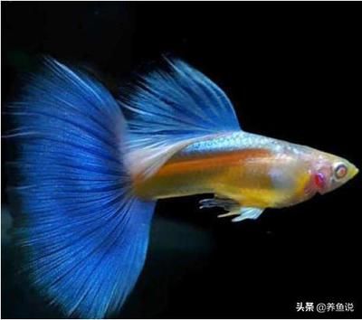 好養(yǎng)易繁殖的觀賞魚（好養(yǎng)易繁殖的幾種觀賞魚） 魚缸清潔用具 第1張