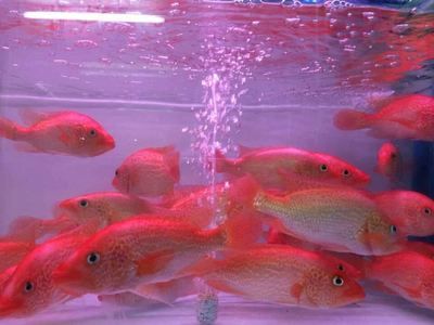 紅老虎魚吃什么飼料（關(guān)于紅老虎魚飼料選擇的詳細(xì)信息）