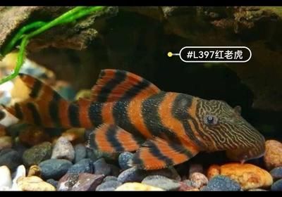 紅老虎魚吃什么飼料（關(guān)于紅老虎魚飼料選擇的詳細(xì)信息）