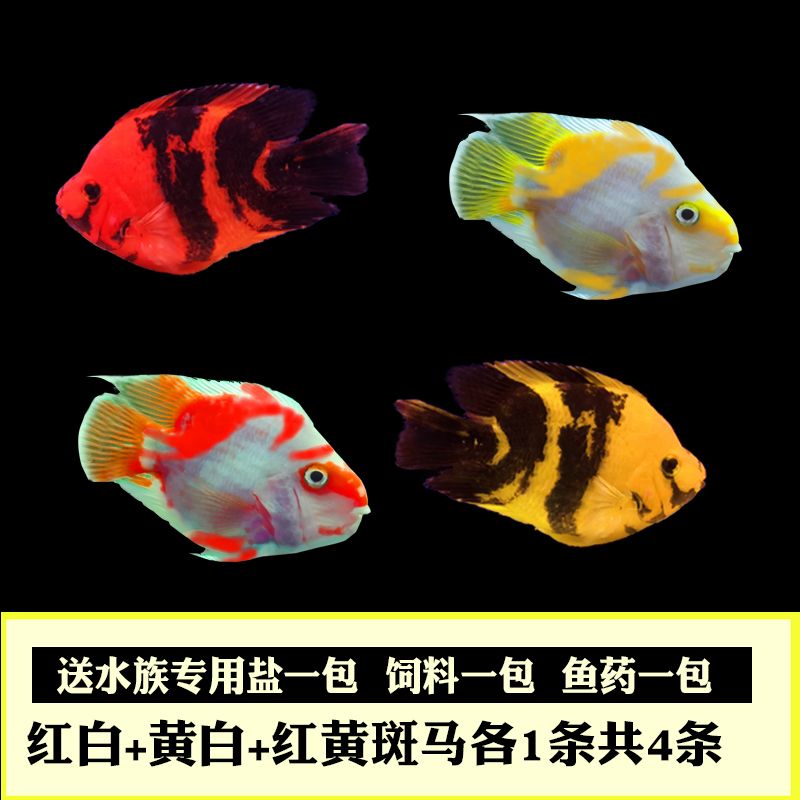 觀賞魚紅黑相間是什么魚（菩薩魚和虎皮魚的區(qū)別）