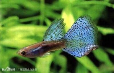 白色的熱帶觀賞魚(yú)有哪些（泰國(guó)斗魚(yú)白色熱帶觀賞魚(yú)和白色熱帶觀賞魚(yú)的區(qū)別在哪） 水族維護(hù)服務(wù)（上門） 第3張