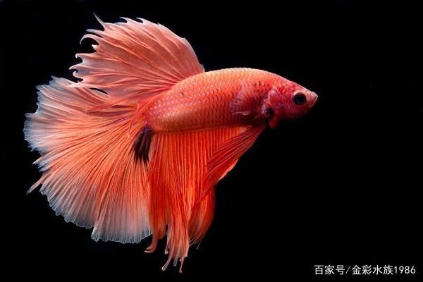 好看的觀賞魚價(jià)格（觀賞魚的價(jià)格與市場(chǎng)） 海水魚（海水魚批發(fā)） 第4張