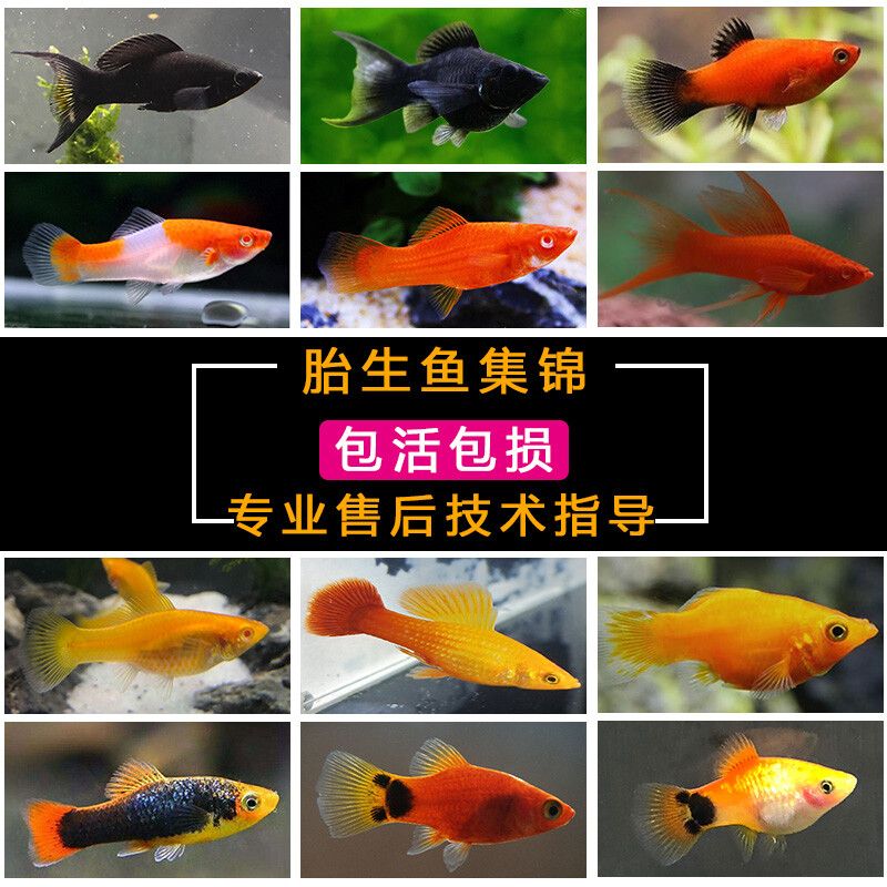 觀賞魚集錦（觀賞魚的起源與發(fā)展） 白子關(guān)刀魚苗 第1張