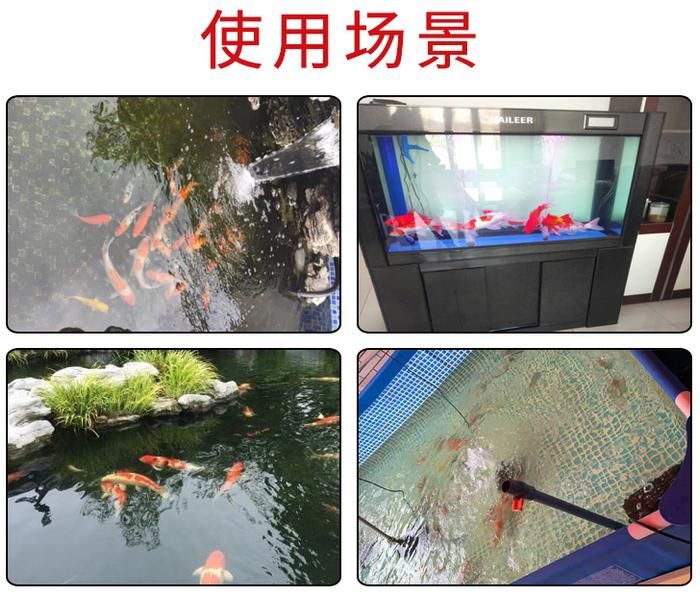 觀賞魚豎著游（觀賞魚豎著游可能有多種原因包括但不限于水溫變化） 元寶鳳凰魚 第3張