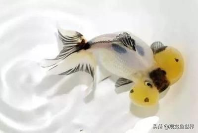 觀賞魚養(yǎng)魚技巧（養(yǎng)觀賞魚不僅需要準(zhǔn)備合適的魚缸和設(shè)備還需要掌握正確的養(yǎng)護(hù)方法） 翡翠鳳凰魚 第1張