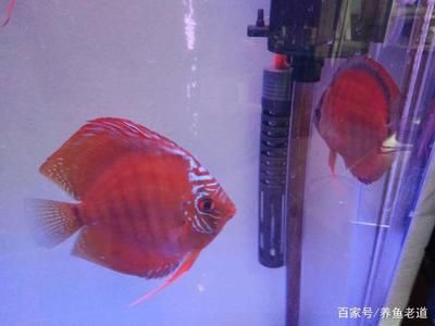 觀賞魚加盟店哪家好一點(diǎn)（觀賞魚加盟店如何選擇）