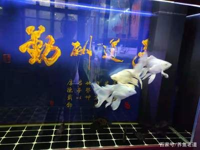 觀賞魚加盟店哪家好一點（觀賞魚加盟店如何選擇） 水族周邊 第4張