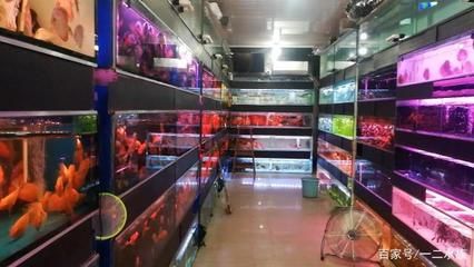 觀賞魚市場前景如何發(fā)展的（全球觀賞魚市場規(guī)模在2022年達到54.98億美元） 魚糧魚藥 第1張