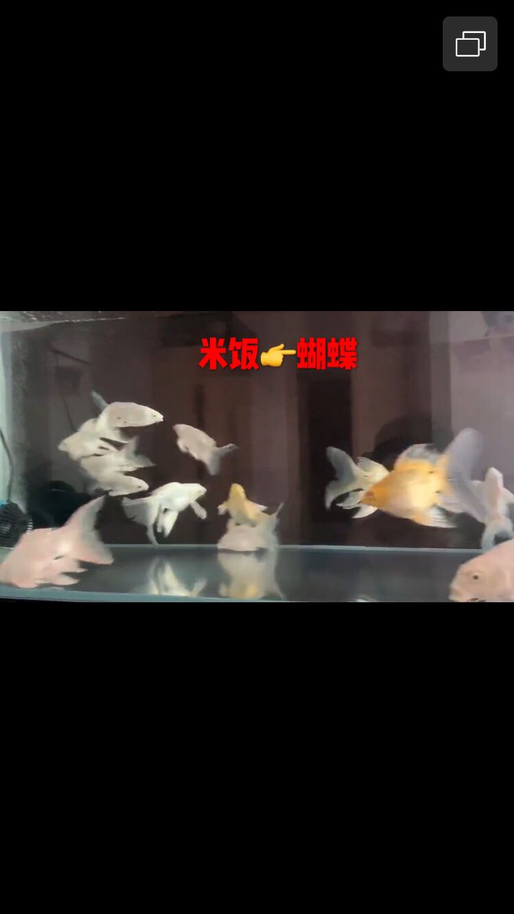 蝴蝶錦鯉之家（養(yǎng)魚多年才知道自己想要的是什么魚蝴蝶錦鯉） 觀賞魚論壇 第3張