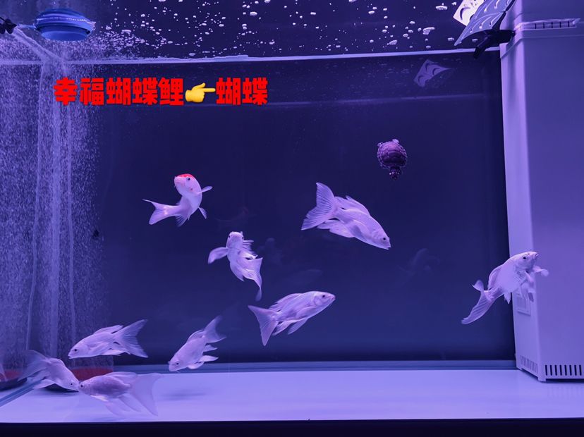 蝴蝶錦鯉之家（養(yǎng)魚多年才知道自己想要的是什么魚蝴蝶錦鯉） 觀賞魚論壇 第1張