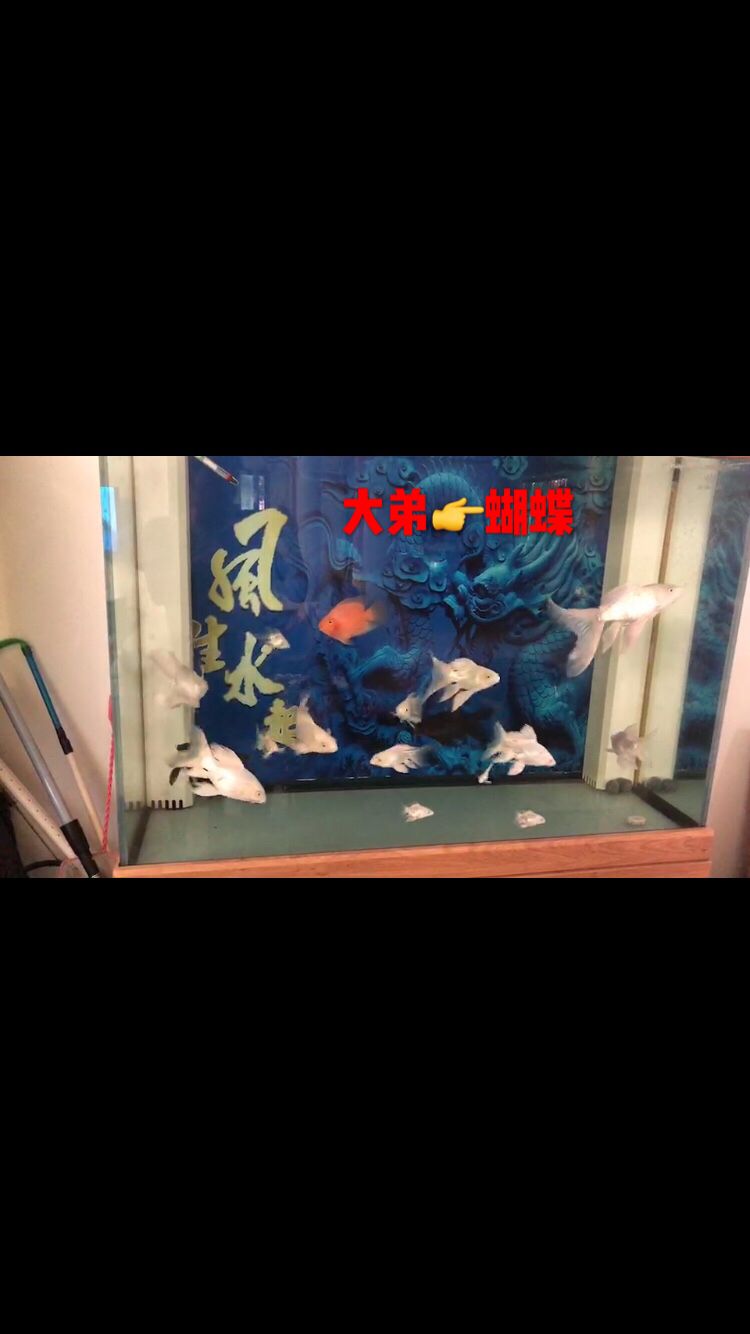 蝴蝶錦鯉之家（養(yǎng)魚多年才知道自己想要的是什么魚蝴蝶錦鯉） 觀賞魚論壇 第4張