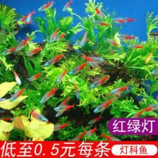 紅色觀賞魚能不能吃小魚（紅色觀賞魚應(yīng)該被視為食物來源，觀賞魚可能會存在藥物殘留問題）