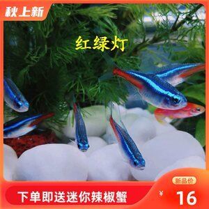 紅色觀賞魚能不能吃小魚（紅色觀賞魚應(yīng)該被視為食物來源，觀賞魚可能會存在藥物殘留問題）