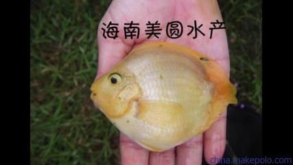 海南觀賞魚漁場排名前十名（海南觀賞魚養(yǎng)殖技術(shù)揭秘）