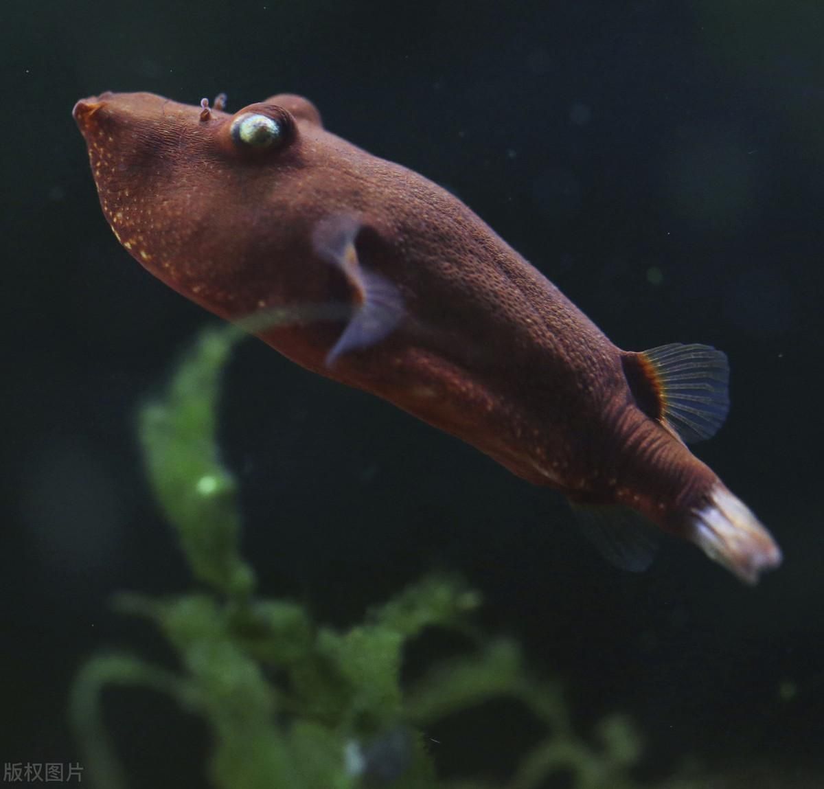 紅木瓜狗頭魚（紅木瓜狗頭魚的繁殖技巧）