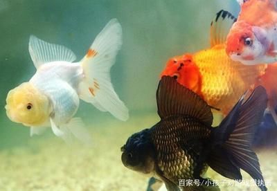 和金金魚（和金金魚的飼養(yǎng)方法） 龍魚之家 第4張