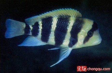 布隆迪六間魚（布隆迪六間魚是一種原產(chǎn)于非洲中部布隆迪湖的慈鯛科魚類） 伊巴卡魚 第2張