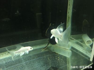 龍魚(yú)做眼睛手術(shù)能吃嗎視頻（龍魚(yú)的眼睛手術(shù)會(huì)影響其正常飲食嗎？）