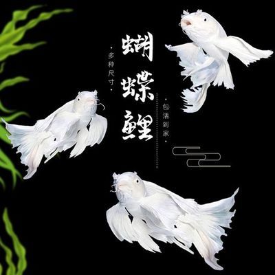 龍魚(yú)做眼睛手術(shù)能吃嗎視頻（龍魚(yú)的眼睛手術(shù)會(huì)影響其正常飲食嗎？）