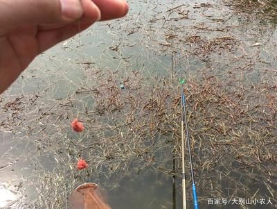 觀賞魚餌可以釣魚嗎視頻（觀賞魚與食用魚的區(qū)別） 溫控設(shè)備 第1張