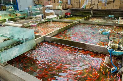 觀賞魚市場前景如何發(fā)展好（觀賞魚市場需求不斷增長，） 狗仔（招財貓)魚苗 第4張