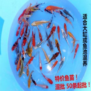 觀賞魚苗批發(fā)網(wǎng)站有哪些（批發(fā)觀賞魚苗的相關(guān)信息和價(jià)格） 黃吉金龍（白子金龍魚） 第4張