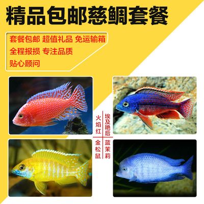 觀賞魚進口網(wǎng)站（觀賞魚進口報關流程詳解觀賞魚進口報關流程詳解）