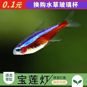 觀賞魚進(jìn)口網(wǎng)站（觀賞魚進(jìn)口報(bào)關(guān)流程詳解觀賞魚進(jìn)口報(bào)關(guān)流程詳解） 泰國斗魚 第4張