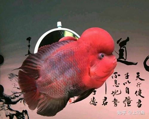 互動(dòng)的觀賞魚有哪些種類的（觀賞魚與主人的互動(dòng)性） 月光鴨嘴魚 第2張