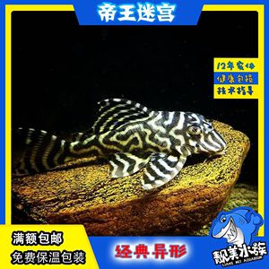 帝王迷宮異型魚怎么分公母（帝王迷宮異型魚的公母） 水族雜談 第1張