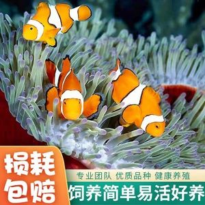 觀賞魚海水魚好養(yǎng)嗎視頻（揭秘海水觀賞魚的養(yǎng)護(hù)秘籍） 祥龍魚場(chǎng) 第1張